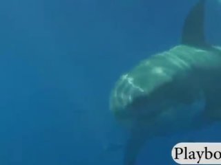 Erotično elite bejbe plavanje s na shark in kot snowboarding