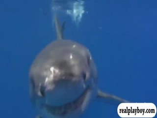 Velký ňadra babes swam v shark klec a enjoyed snowboarding