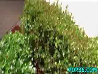 Extraordinary pollastrella prende un albero