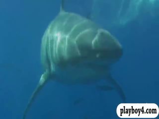 Хтивий немовлята swam в shark клітка і snowboarding з оголеними грудьми