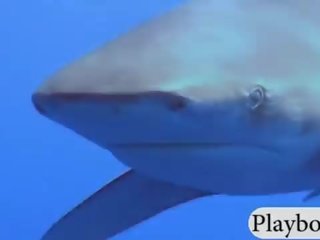 Joshës hotties swam me shark në the kafaz dhe snowboarding